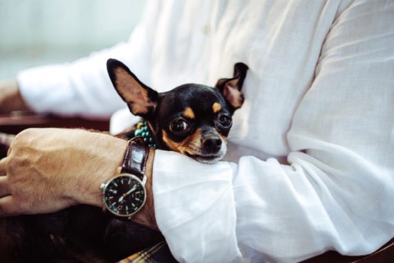 black chihuahua hold by a man's arm with a watch