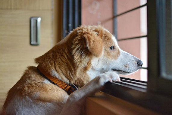 brown white dog standing up and looking through a window