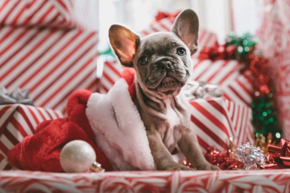 gray French bulldog puppy sitting in a Christmas bag